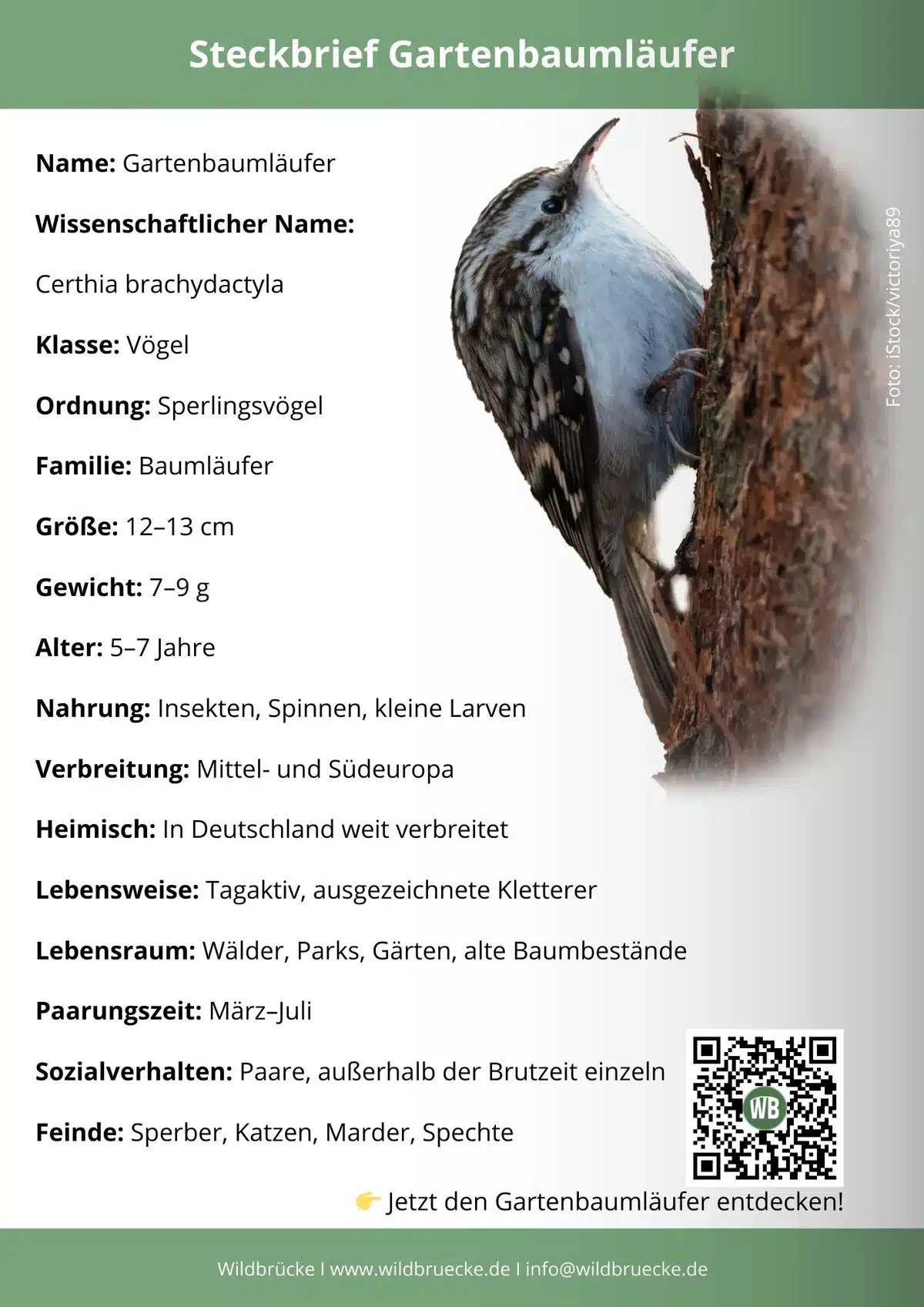 Gartenbaumläufer Steckbrief - Vögel in Europa