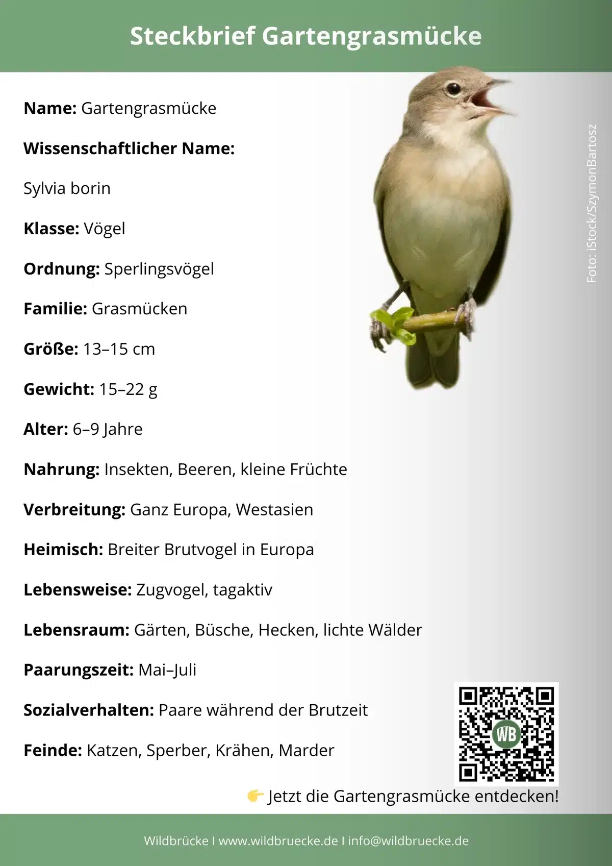 Gartengrasmücke Steckbrief - Vögel in Europa