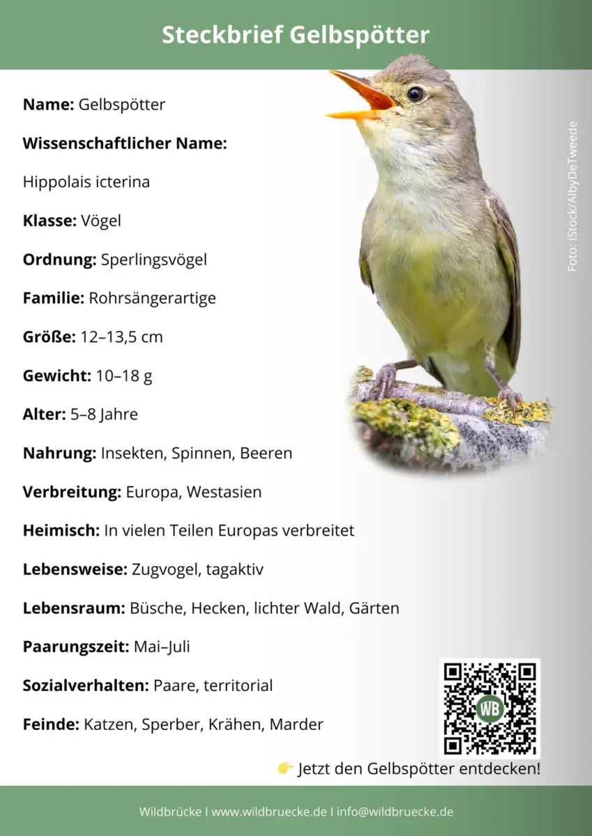 Gelbspötter Steckbrief