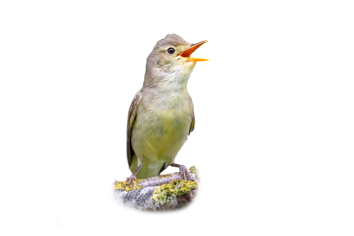 Gelbspötter - Vögel in Europa 