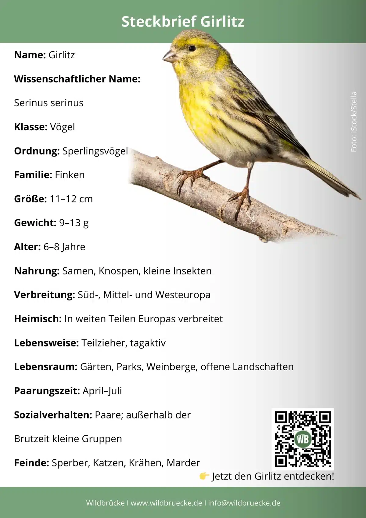 Girlitz Steckbrief - Vögel in Europa Girlitz Steckbrief - Vögel in Europa