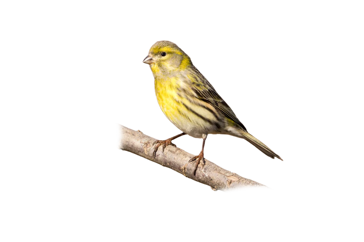 Girlitz - Vögel in Europa