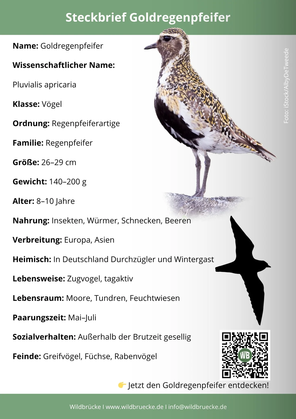 Goldregenpfeifer Steckbrief - Vögel in Europa Goldregenpfeifer Steckbrief - Vögel in Europa