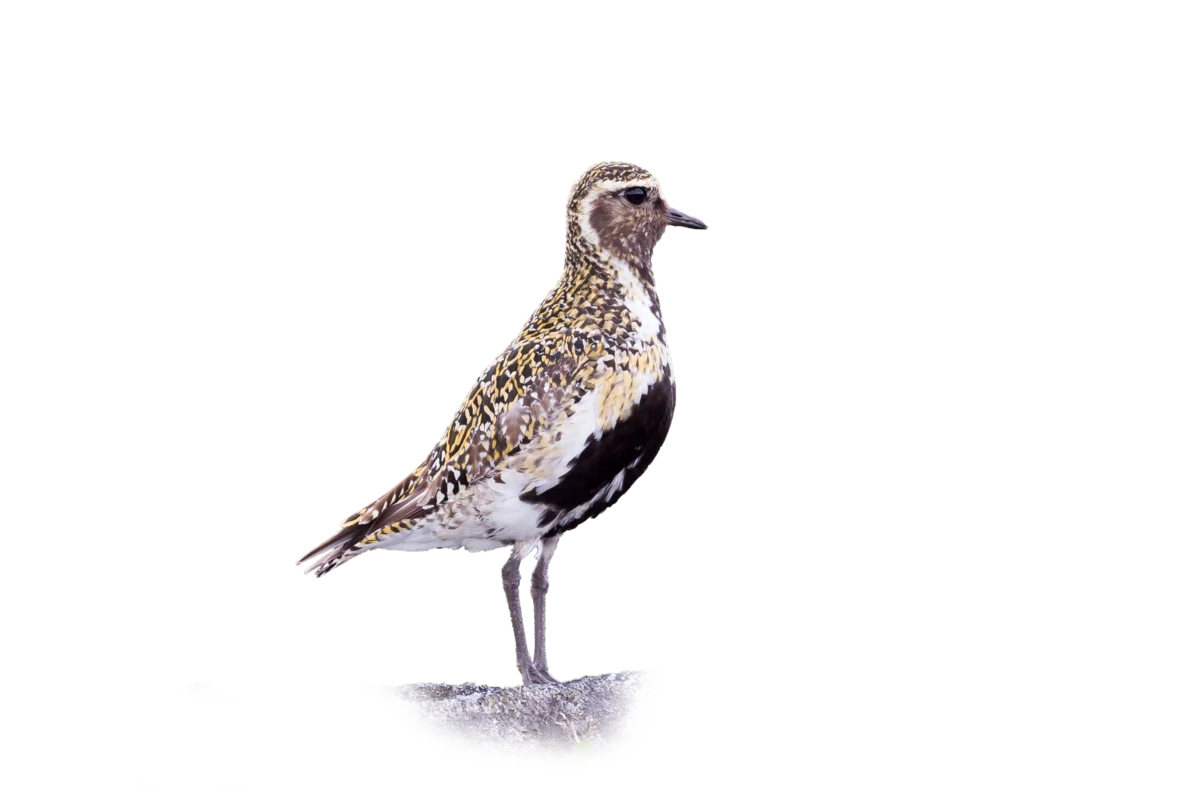 Goldregenpfeifer - Vögel in Europa