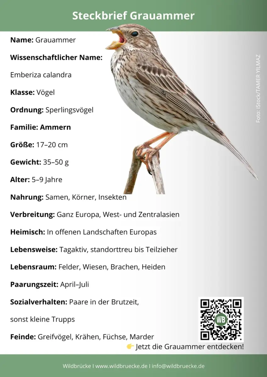 Grauammer Steckbrief