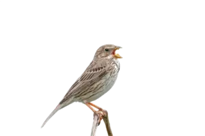 Grauammer - Vögel in Europa