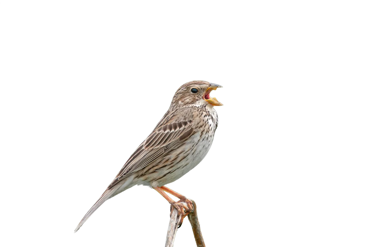 Grauammer - Vögel in Europa