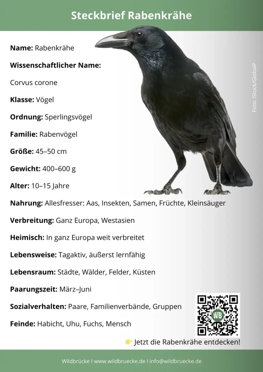 Rabenkrähe Steckbrief