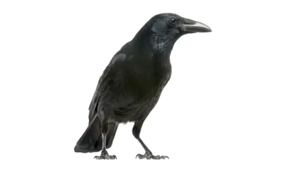 Rabenkrähe