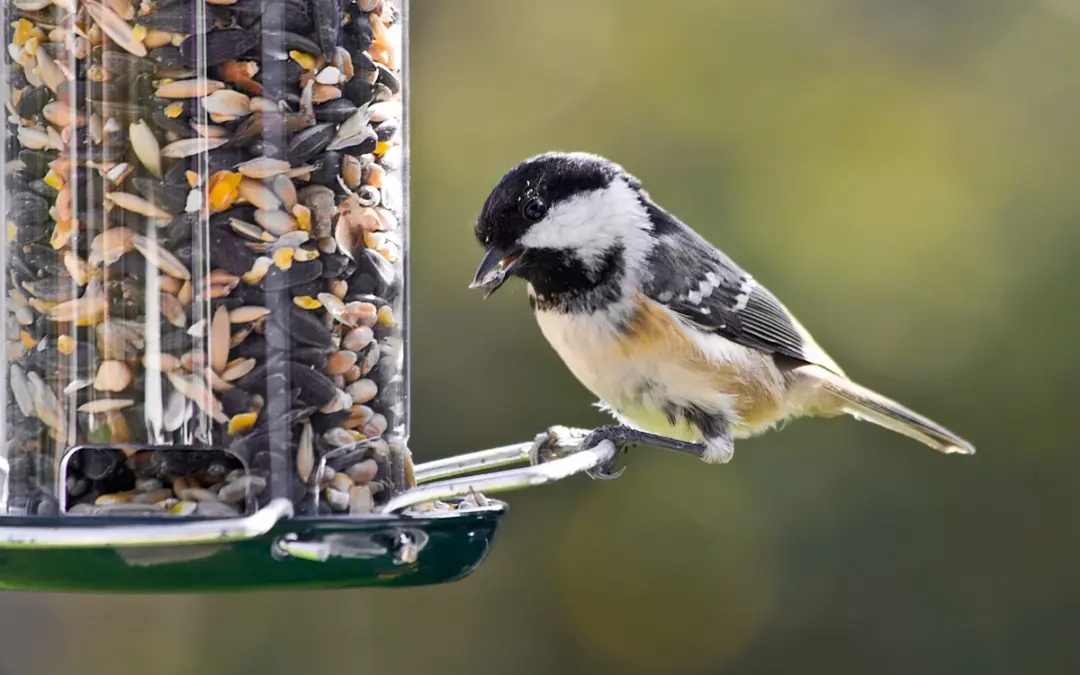 Vogelgrippe: Darf man Singvögel noch füttern? Nabu und LBV beruhigen