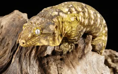 🌍 Die EU ist ein zentraler Markt für illegalen Wildtierhandel