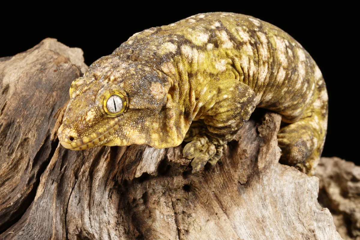 Wildtierhandel in der EU - Wildtiere in Europa