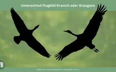 Kranich oder Graugans – Flugbild erkennen