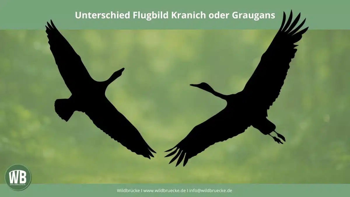 Beitragsbild Unterschied Flugbild Kranich oder Graugans - Vögel in Europa