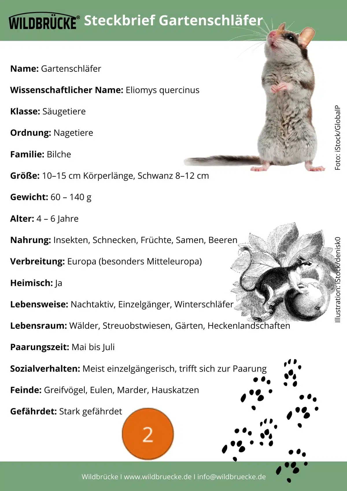 Gartenschläfer Steckbrief - Wildtiere in Europa