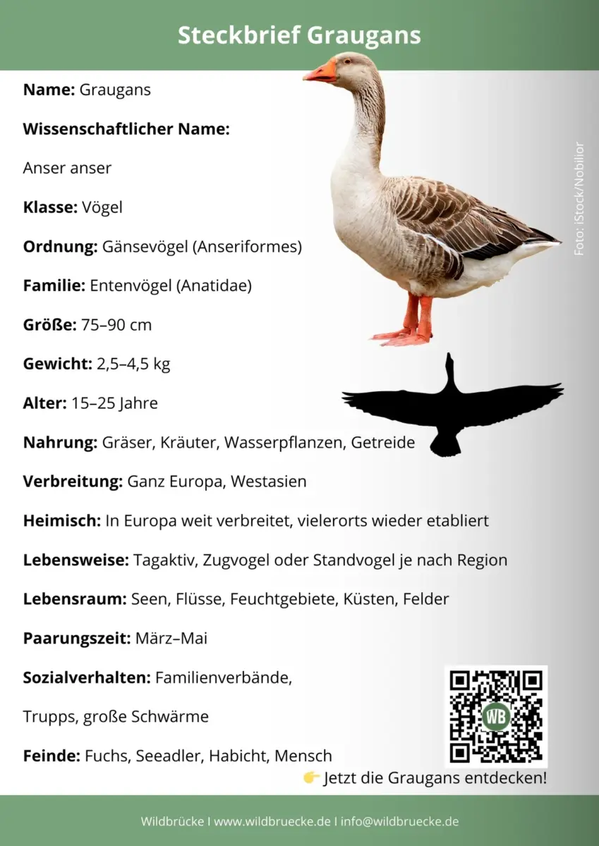 Graugans Steckbrief