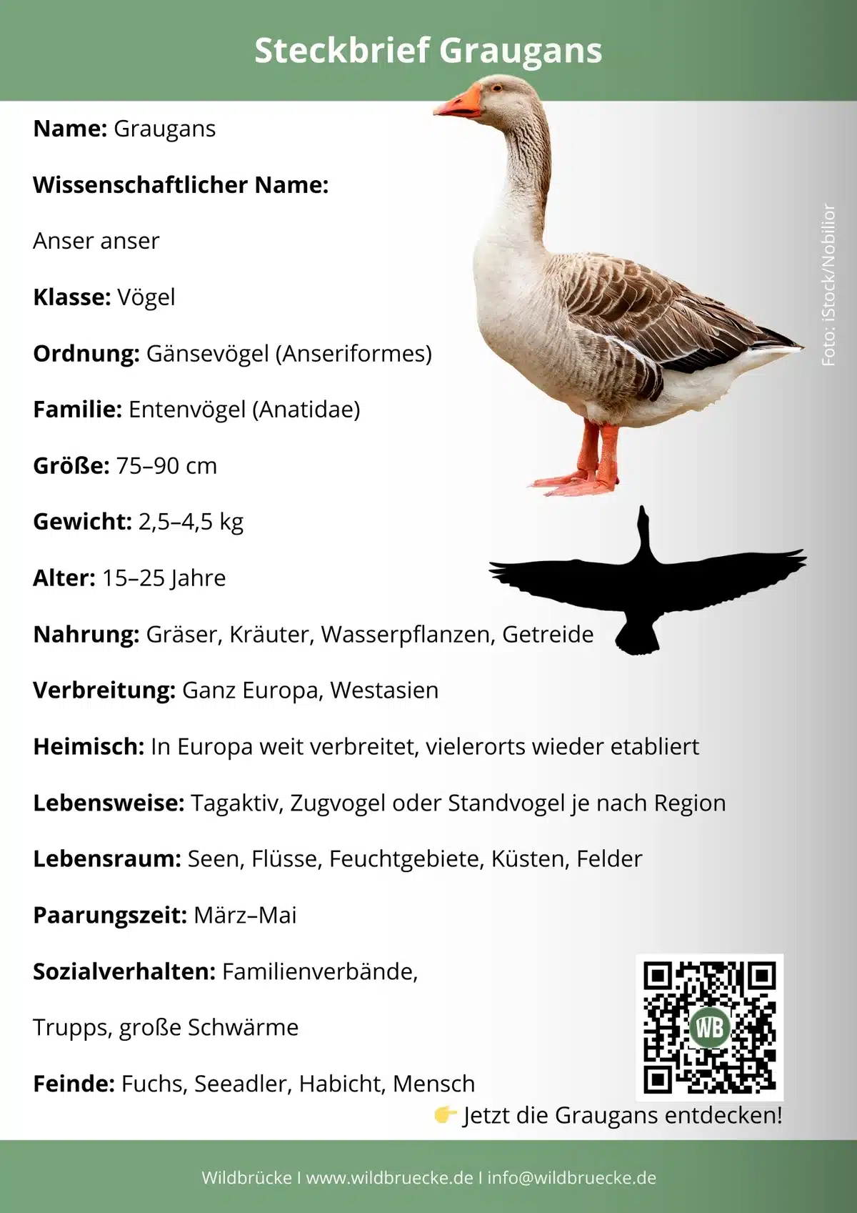 Graugans Steckbrief - Vögel in Europa Graugans Steckbrief - Vögel in Europa