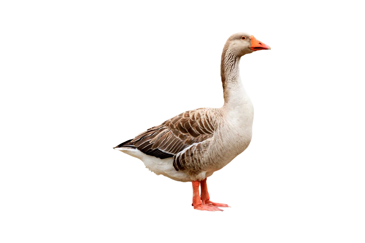 Graugans - Vögel in Europa