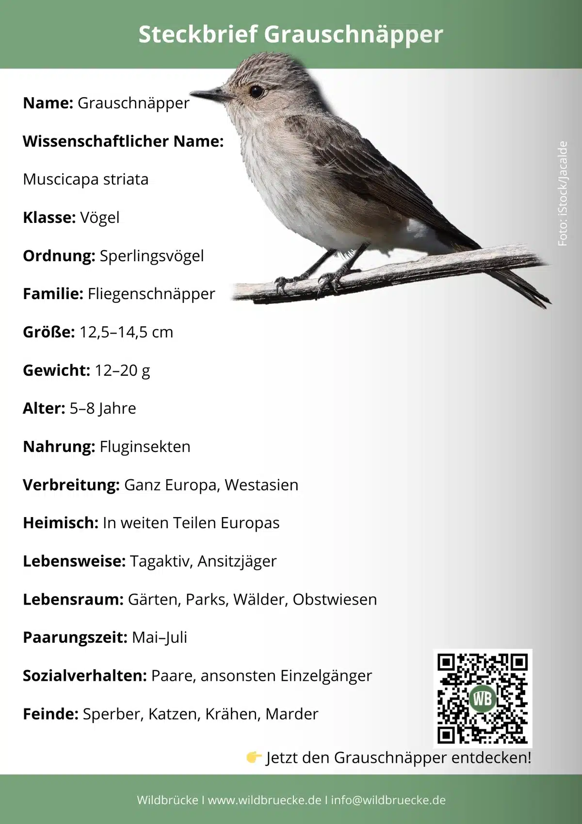 Grauschnäpper Steckbrief - Vögel in Europa