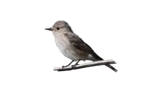 Grauschnäpper - Vögel in Europa