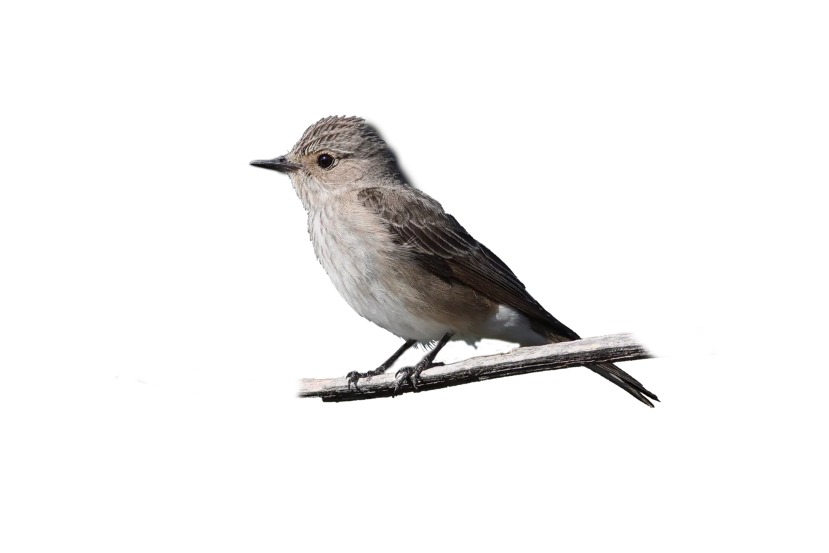 Grauschnäpper - Vögel in Europa