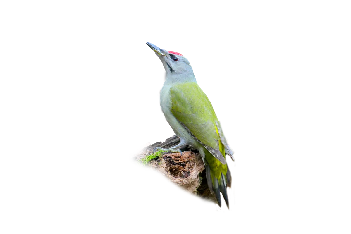 Grauspecht - Vögel in Europa