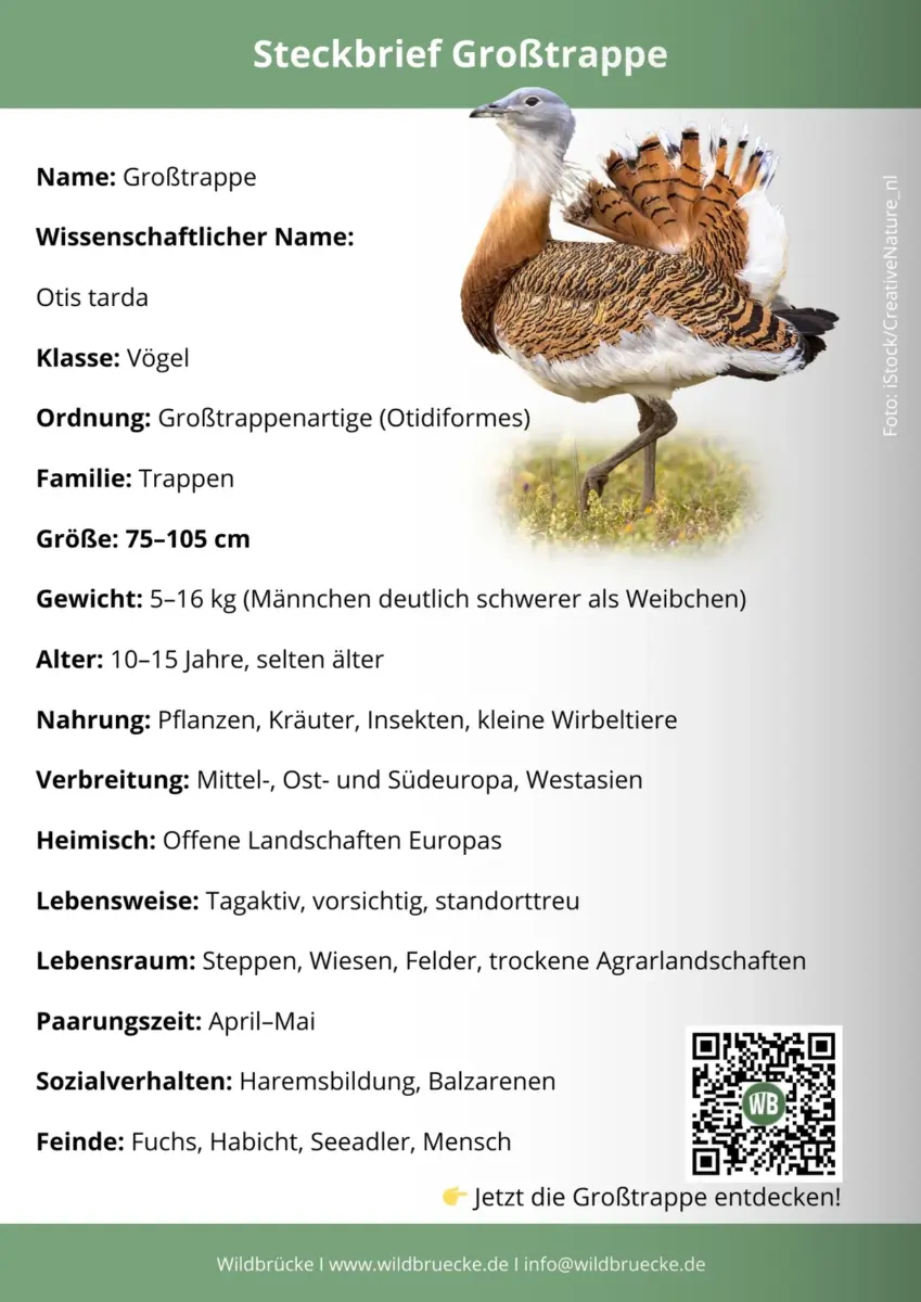 Großtrappe Steckbrief