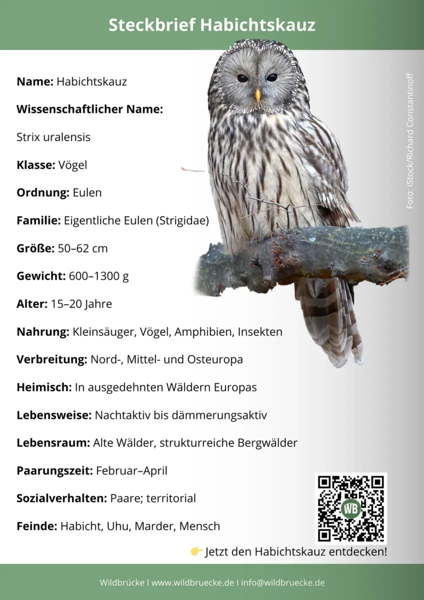 Habichtskauz Steckbrief