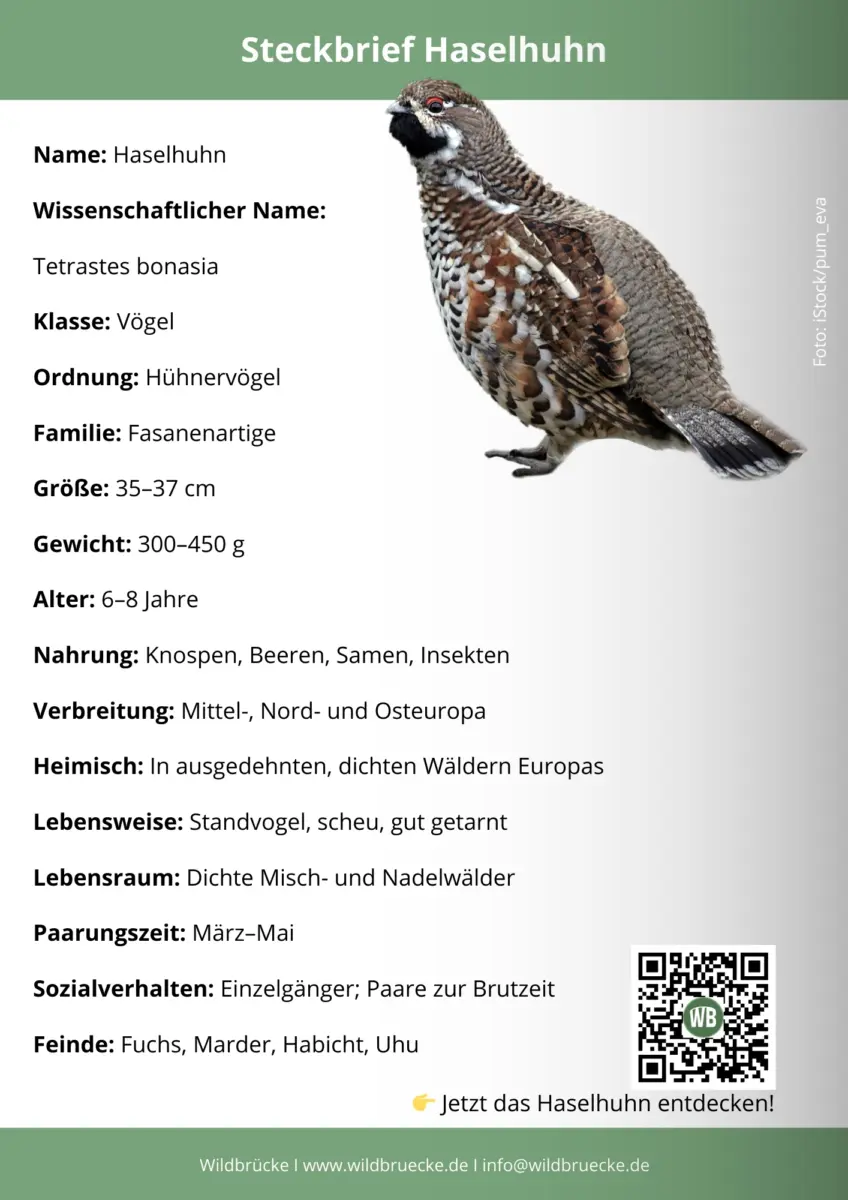 Haselhuhn Steckbrief