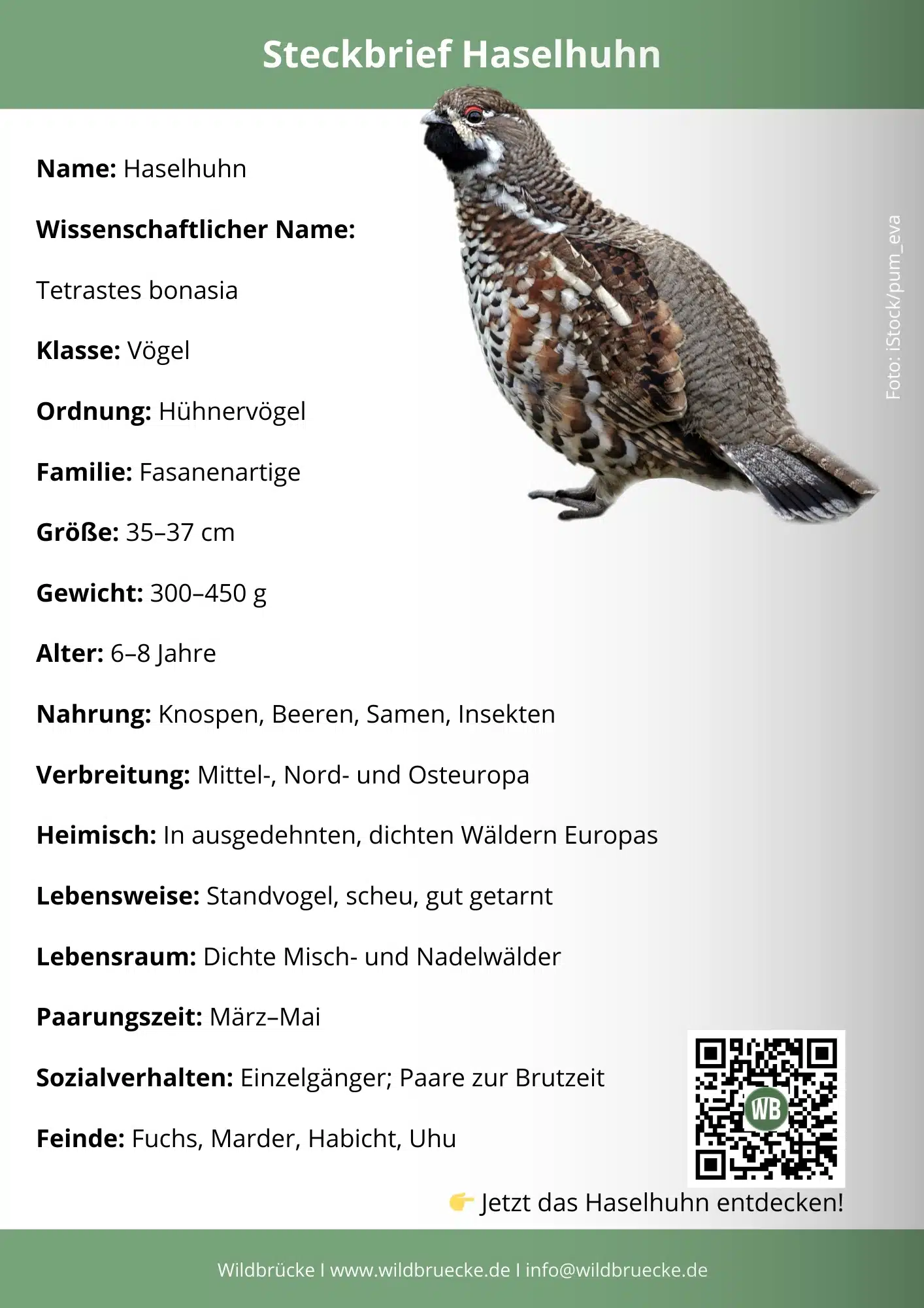 Haselhuhn Steckbrief - Vögle in Europa