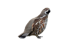 Haselhuhn - Vögel in Europa