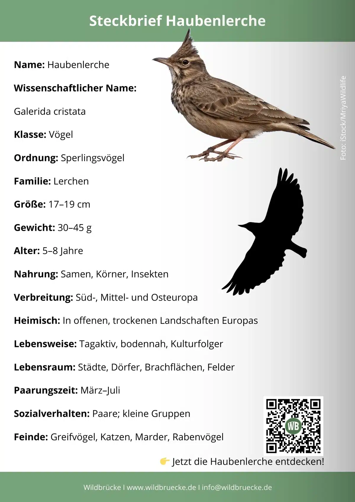 Haubenlerche Steckbrief - Vögel in Europa