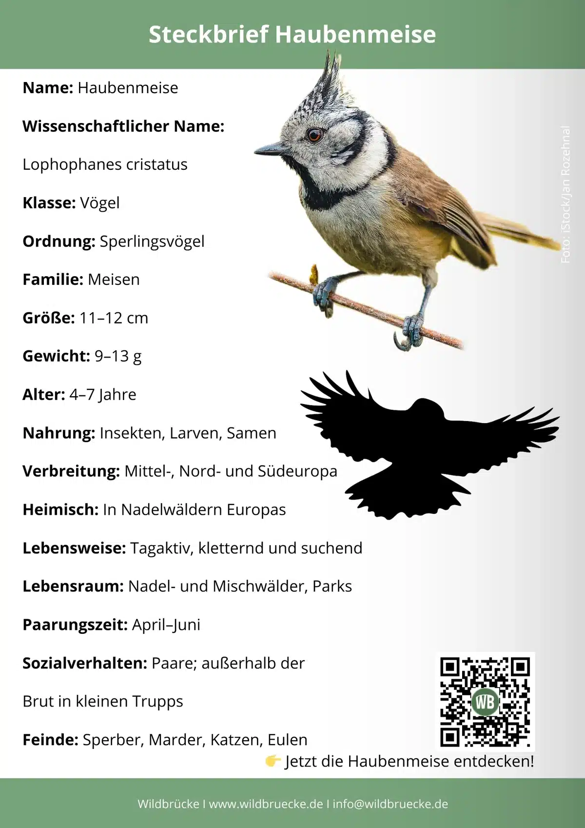 Haubenmeise Steckbrief - Vögel in Europa