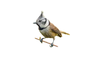 Haubenmeise - Vögel in Europa