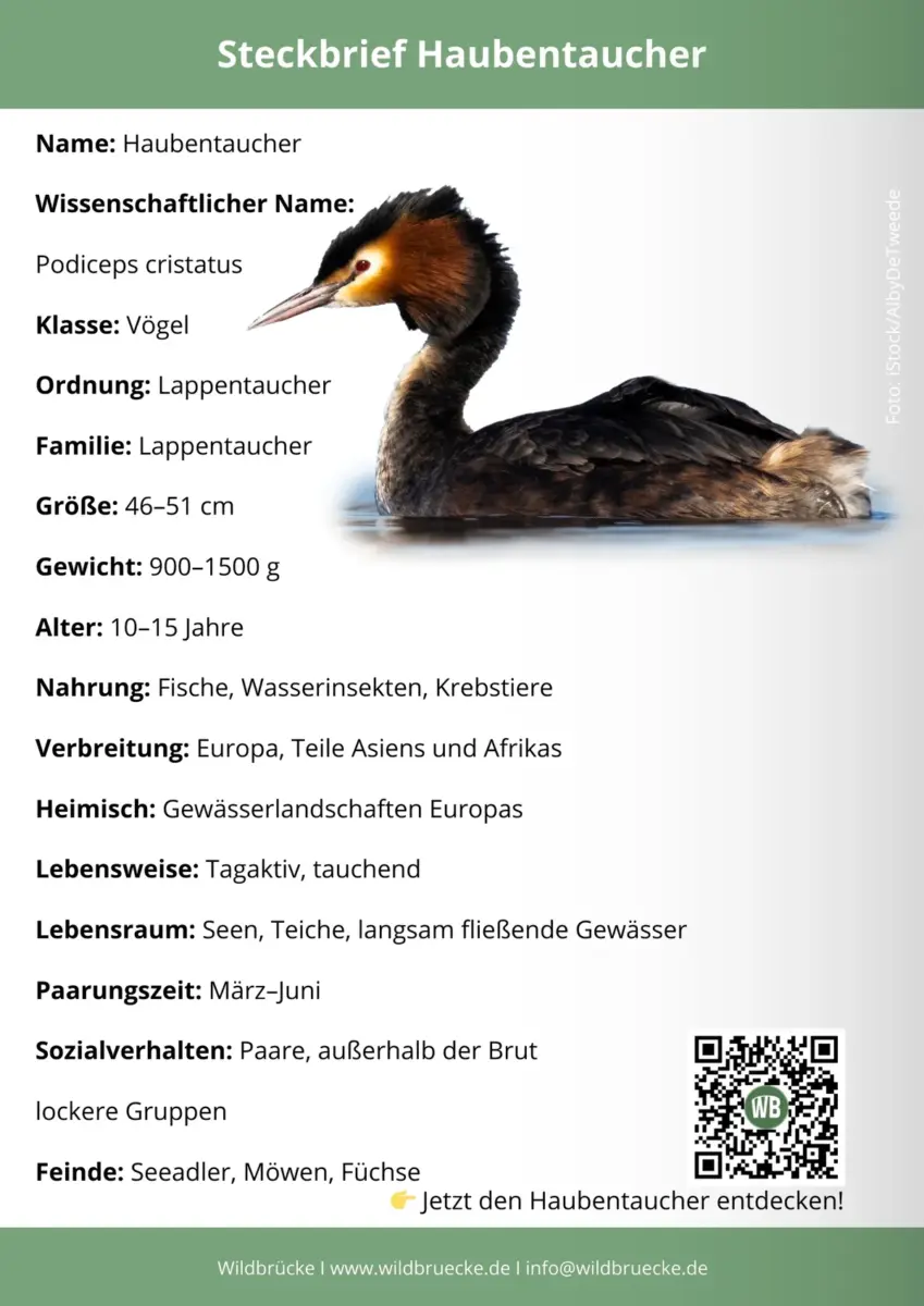 Haubentaucher Steckbrief