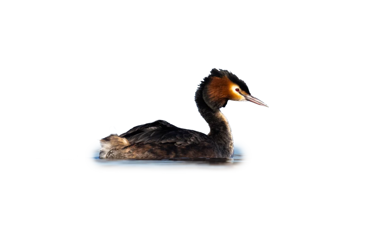 Haubentaucher - Vögel in Europa