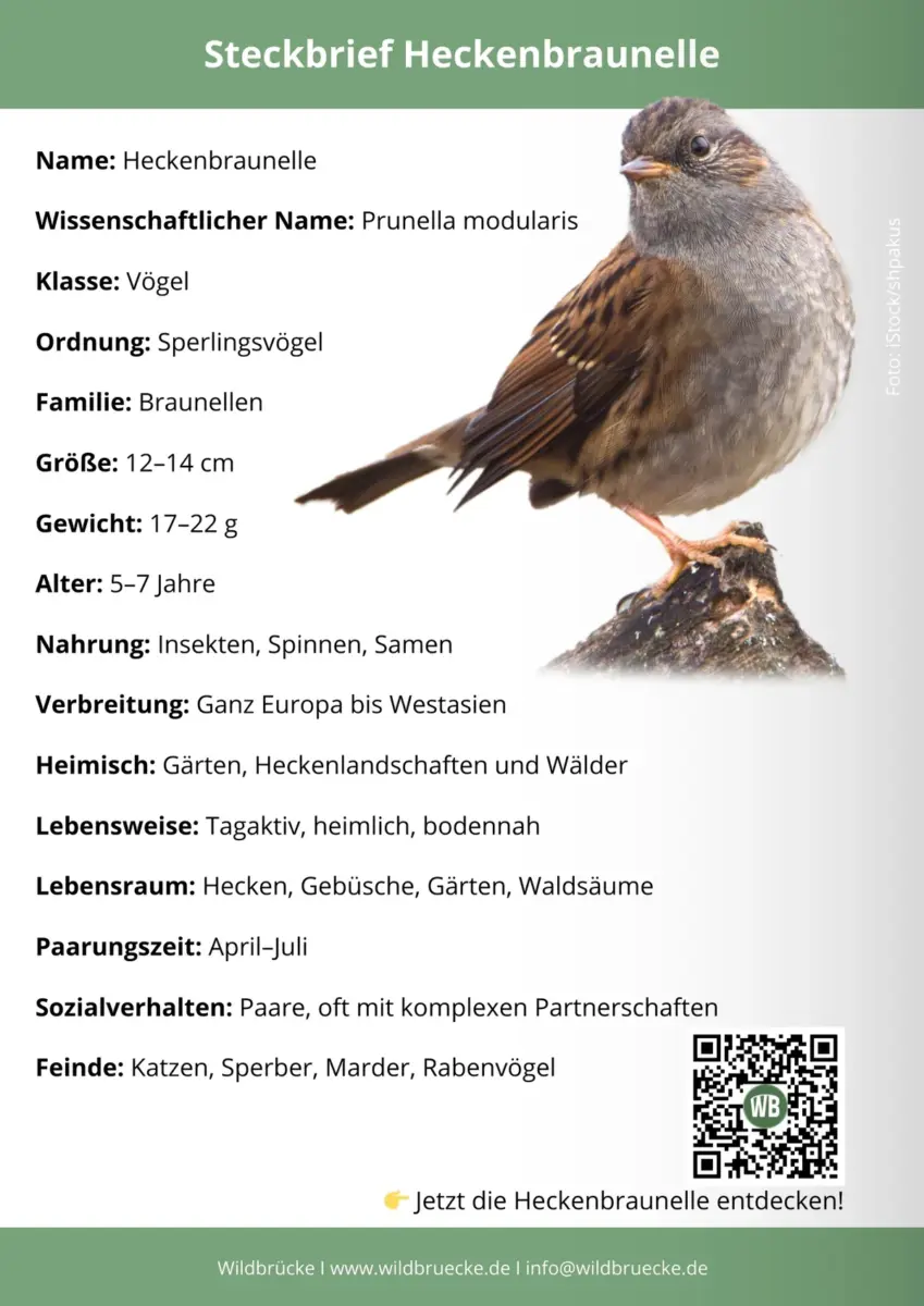 Heckenbraunelle Steckbrief