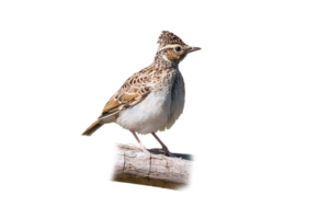 Heidelerche - Heidelerche - Vögel in Europa