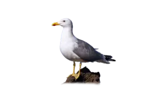 Heringsmöwe - Vögel in Europa