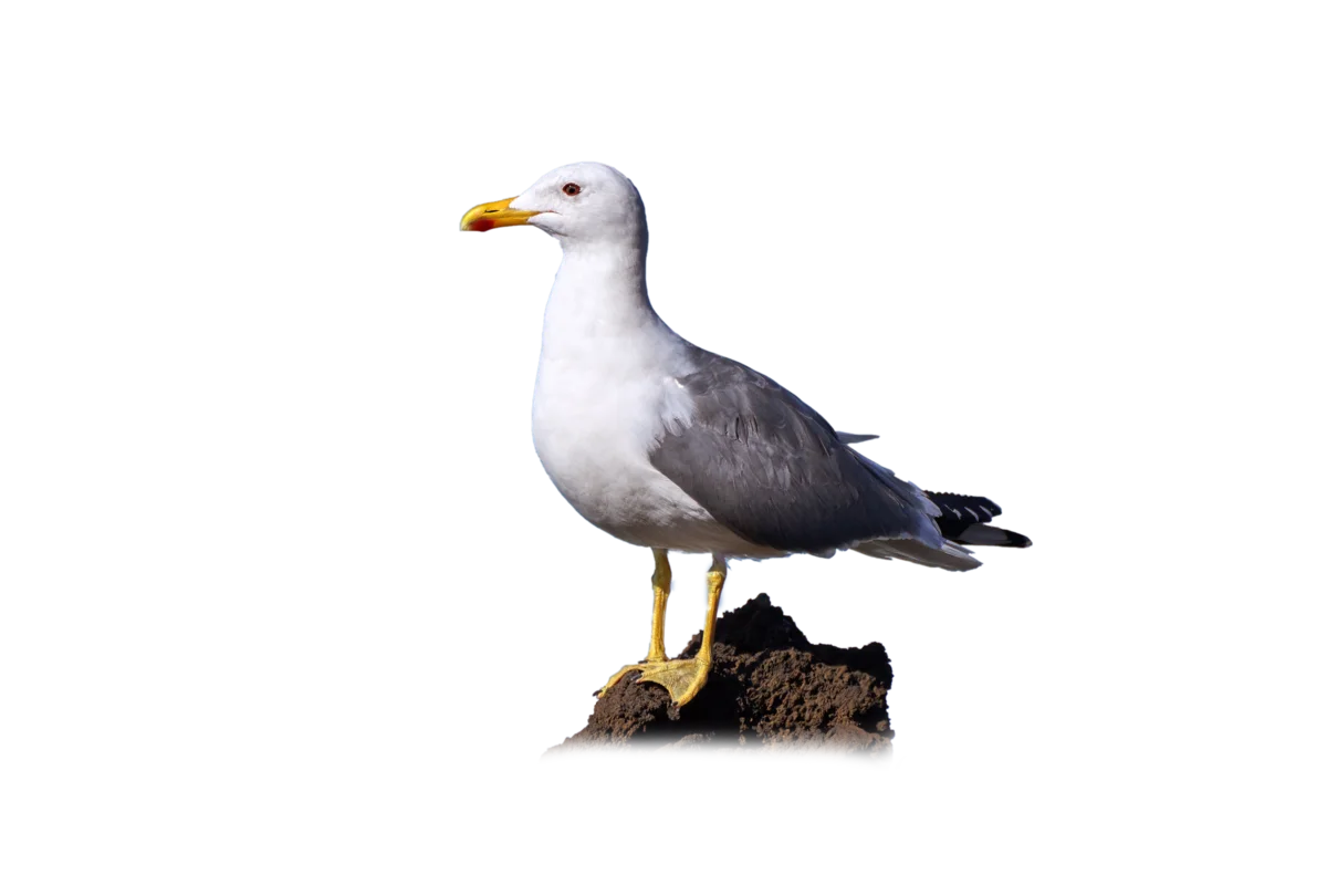 Heringsmöwe - Vögel in Europa