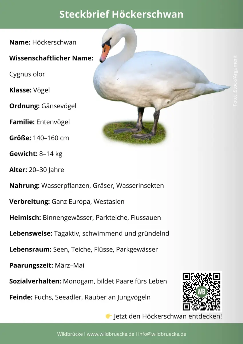 Höckerschwan Steckbrief