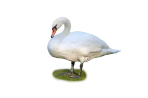 Höckerschwan - Vögel in Europa