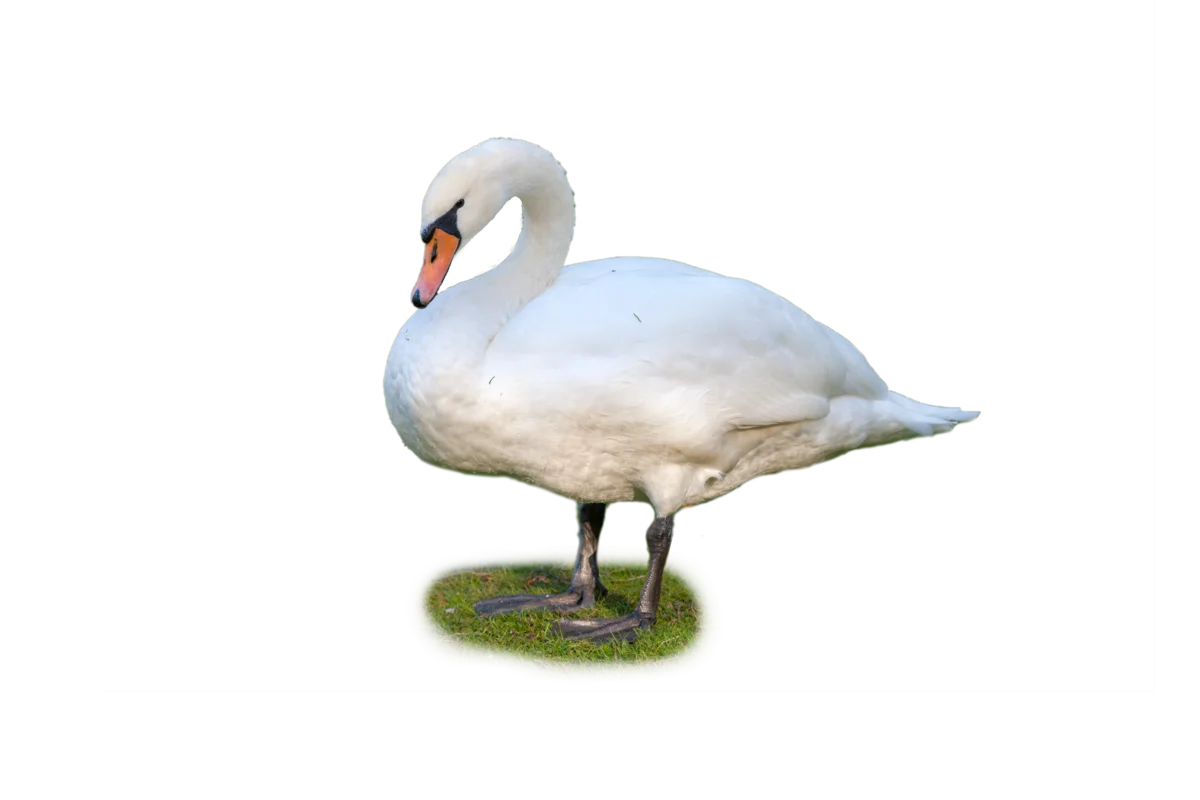 Höckerschwan - Vögel in Europa