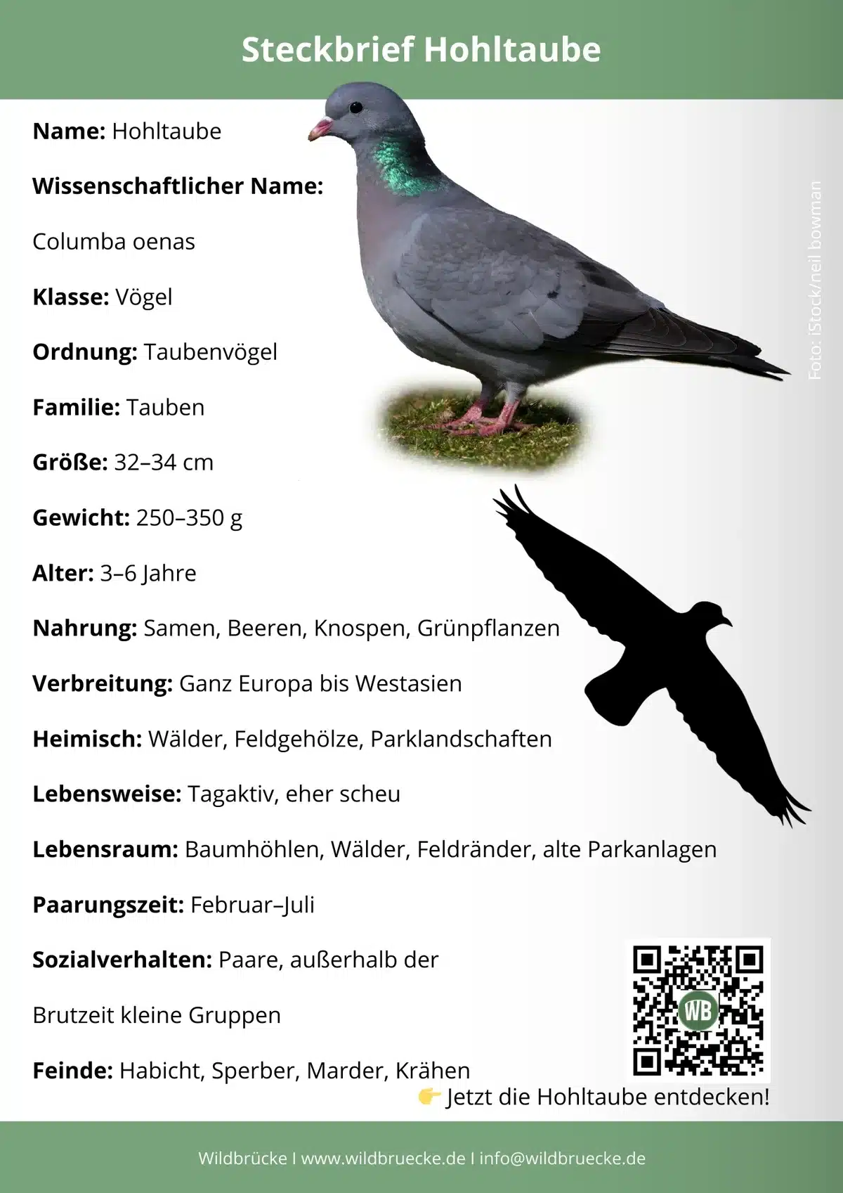 Hohltaube Steckbrief - Vögel in Europa Hohltaube Steckbrief - Vögel in Europa