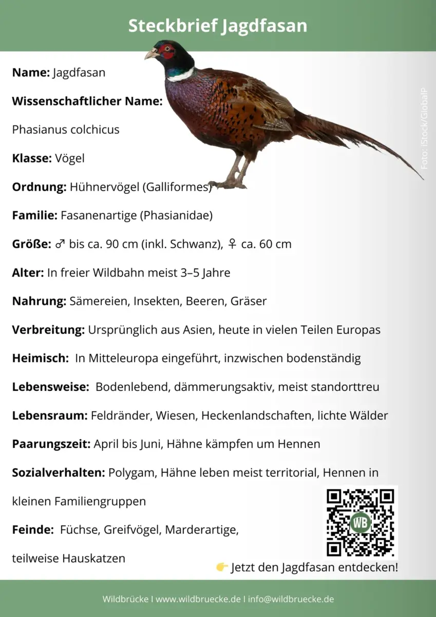 Fasan Steckbrief