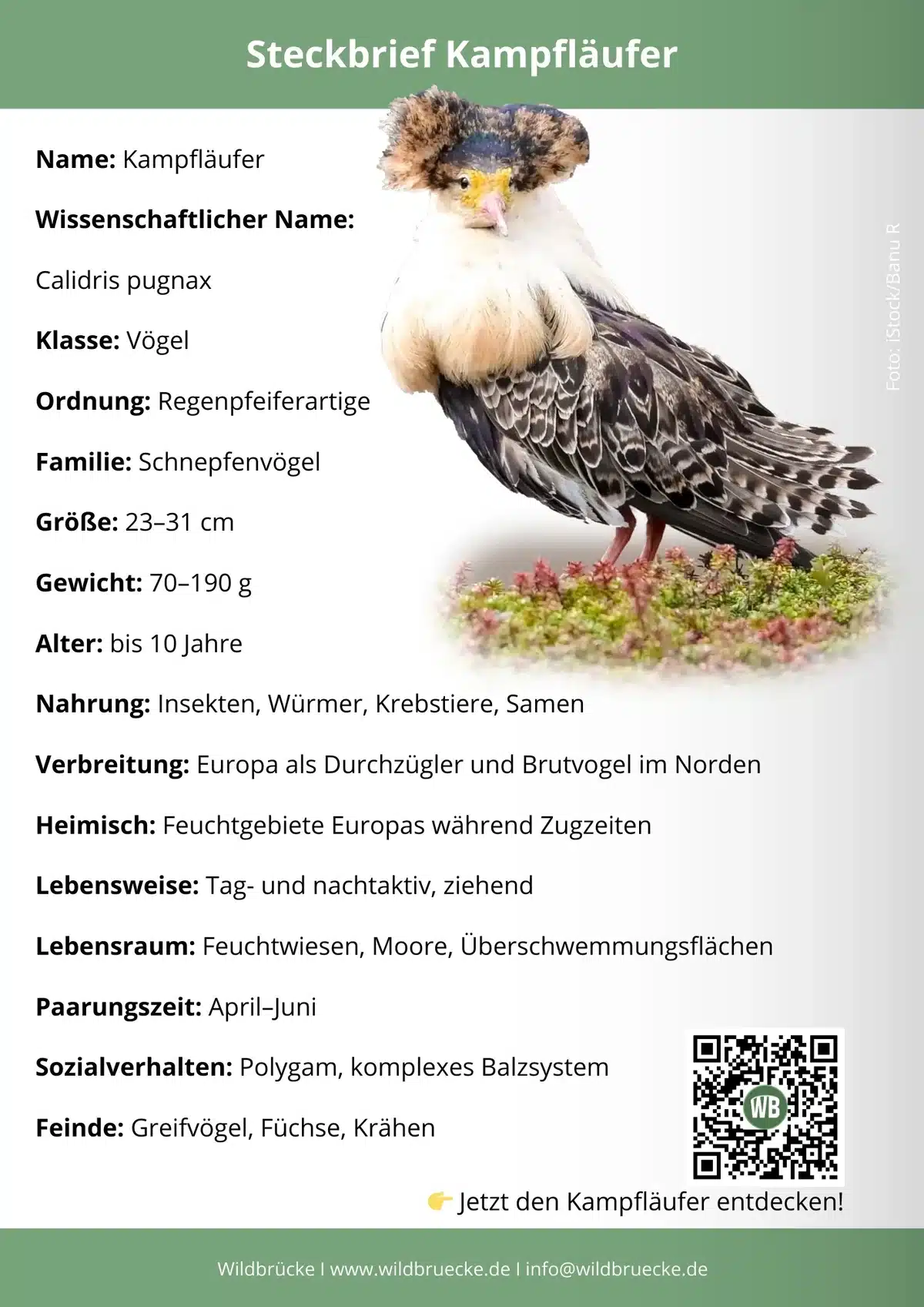 Kampfläufer Steckbrief - Vögel in Europa