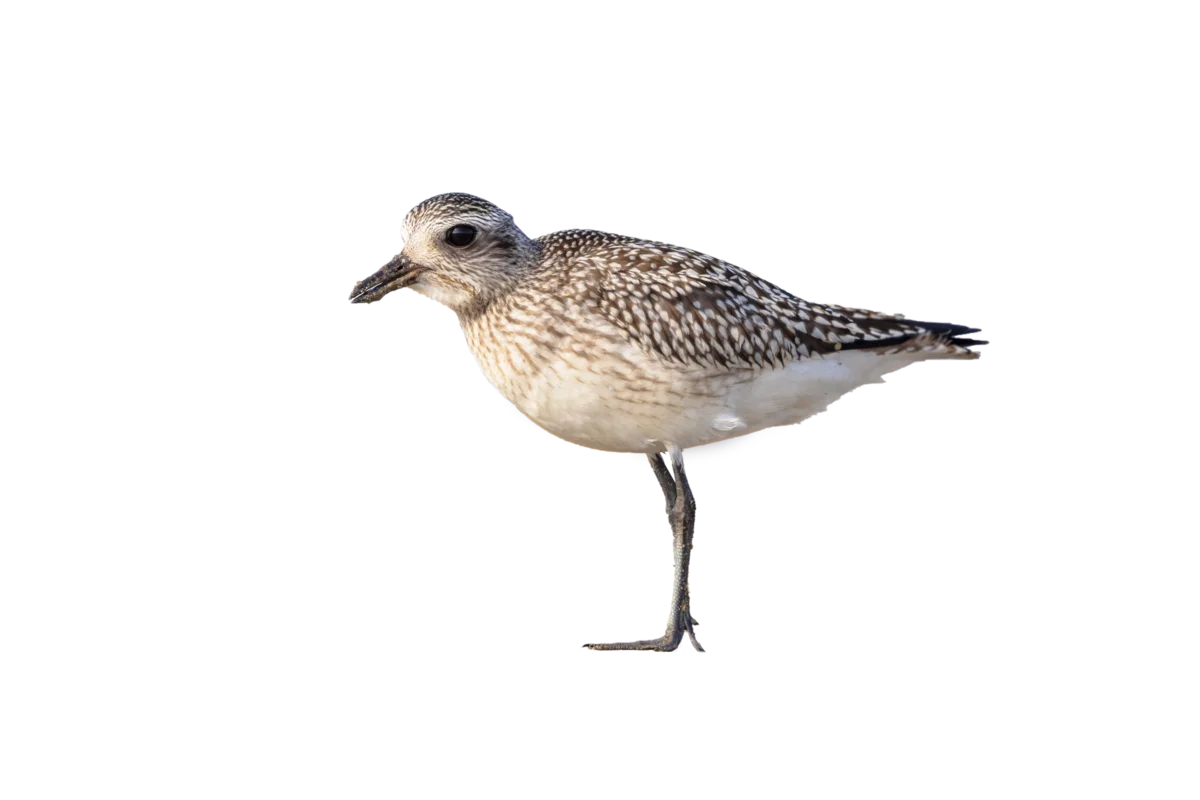 Kiebitzregenpfeifer - Vögel in Europa