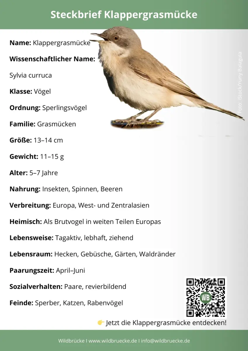 Klappergrasmücke Steckbrief
