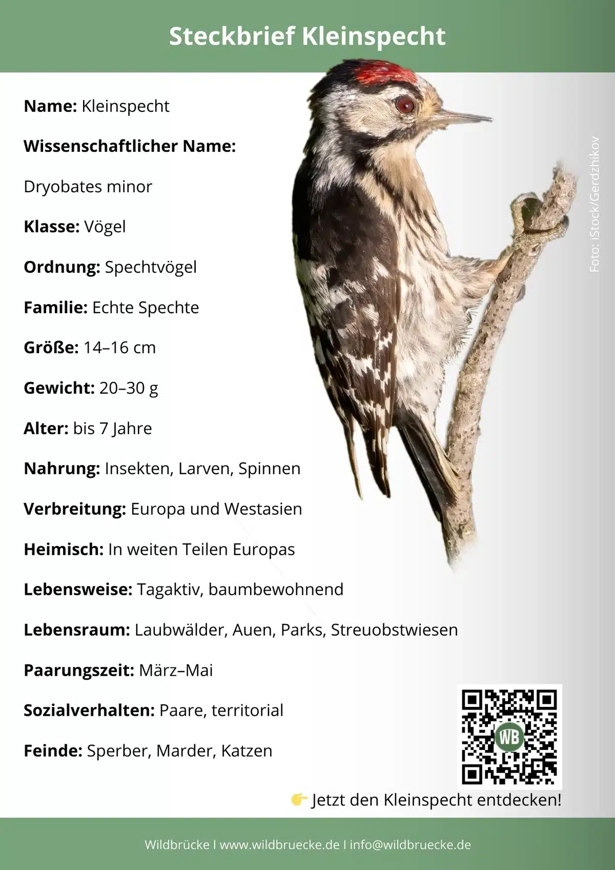 Kleinspecht Steckbrief - Vögel in Europa