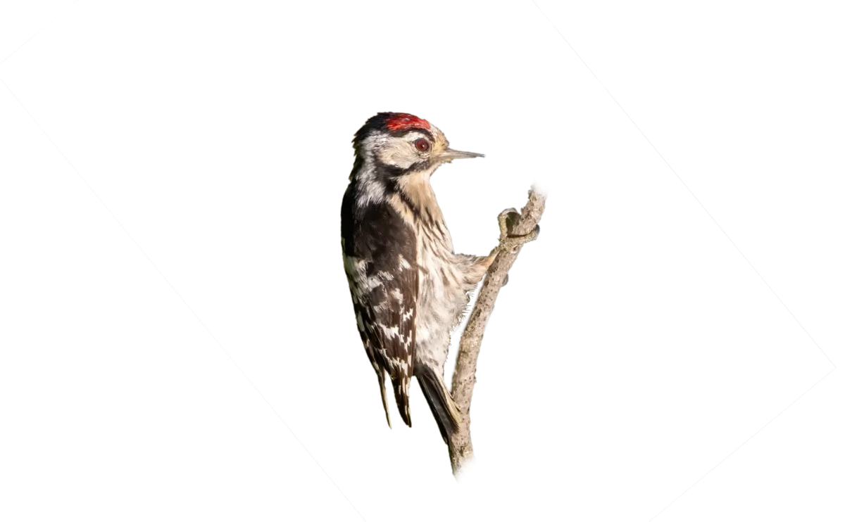 Kleinspecht - Vögel in Europa